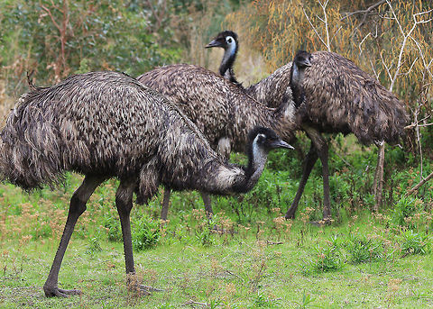 The Emu The largest bird native to Australia. Australian.,Dromaius novaehollandiae,Emu