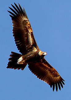 Wedgetailed-Eagle-in-flight--2012-314 This amazing Australian Wedge-tailed Eagle is soaring high in the thermal air currents in Outback Australia  Aquila audax,Australia,Wedge-tailed eagle