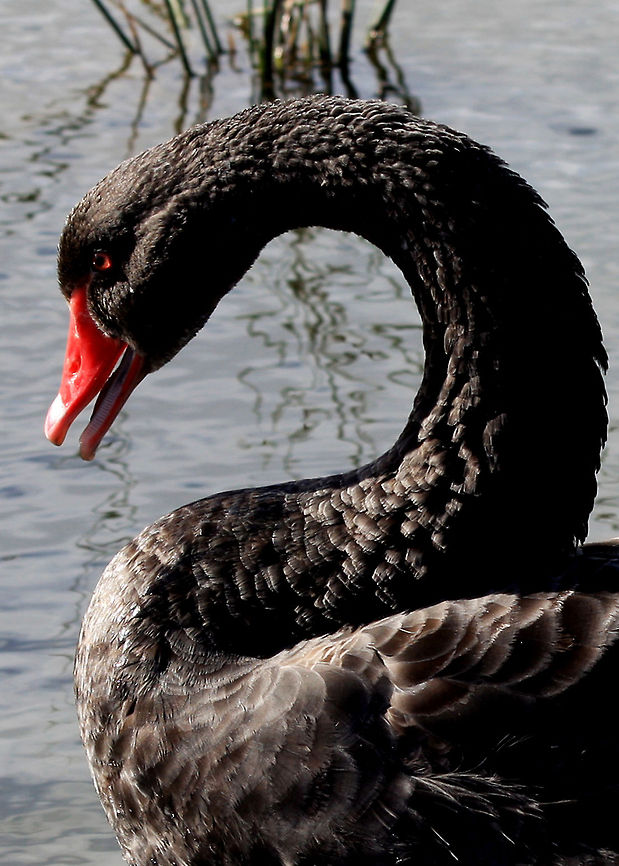 Black_Swan Beautiful Black Swan enjoying the sun. Australian bird,Black Swan,Cygnus atratus