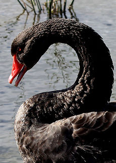 Black_Swan Beautiful Black Swan enjoying the sun. Australian bird,Black Swan,Cygnus atratus