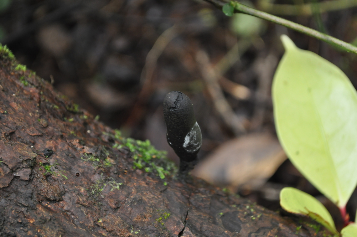 Xylaria vs Geoglossum? New species? small, black fruiting body, no odor, near moss