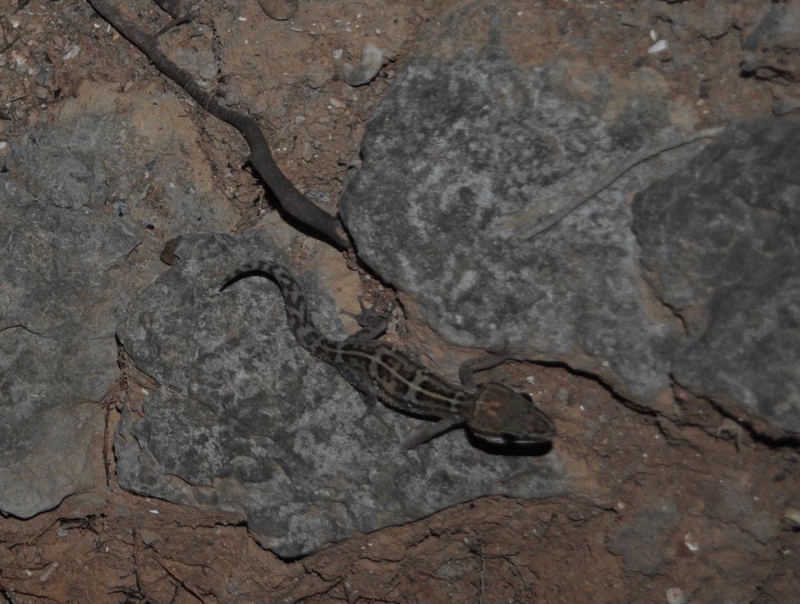 Night Gecko: Madagascar: Paroedura? Night hiking in the Tsingy near the Mahavavy river. Our guides could not identify this gecko.<br />
I am trying to find a new species to name after my father. Madagascar,Paroedura stumpffi,gecko