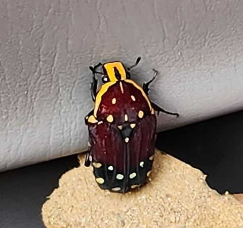 Euchroea histrionica? Flower beetle Looks a lot like the E. histrionica but not exactly. Found this specimen in our truck in Madagascar. Any thoughts? Thanks. Euchroea histrionica