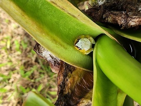 Heterixalus punctatus: Reed frog? Found this little frog in Andasibe area. It looks similar to a Heterixalus punctatus but there are differences. Any thoughts? Looking for a new species. Thank you.  Heterixalus punctatus,Spotted Madagascar Reed Frog