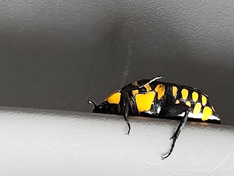 Euchroea histrionica? found another photo of this little guy climbed into our truck whilst we were tramping Euchroea histrionica
