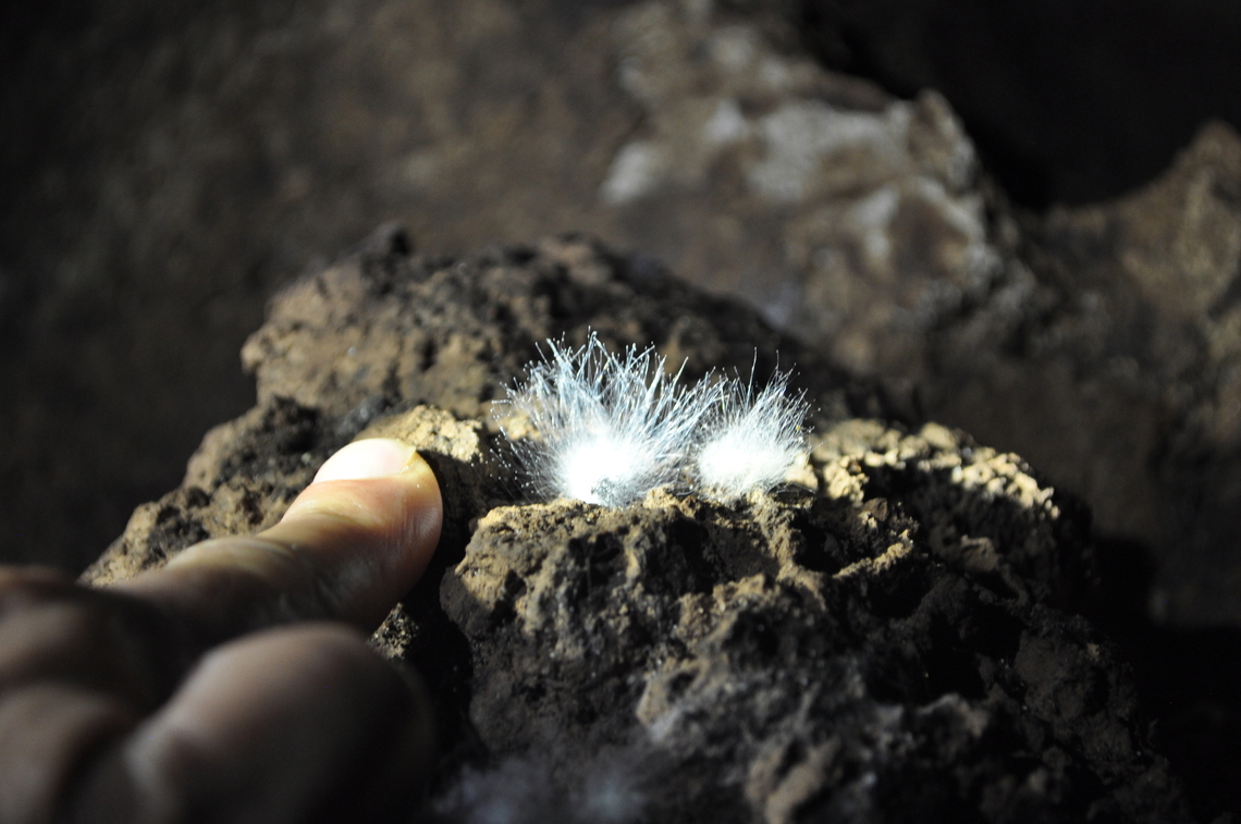 Phycomyces blakesleeanus? Found these three fungi in close proximity in a cave under the Tsingy in Tsaratanana, Madagascar. I think that they are all similar but perhaps not. Trying to find a new species.