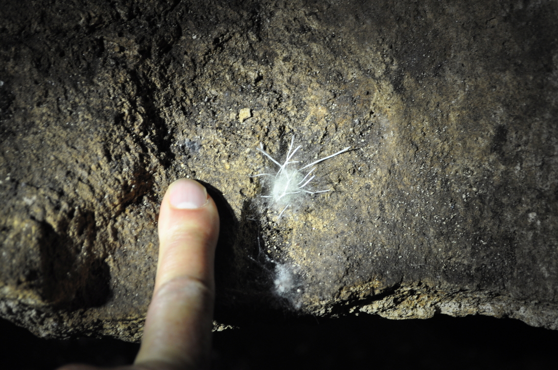Phycomyces blakesleeanus? vs Mycelia sterilia? found under the Tsingy in Madagascar. This was in a bat cave.