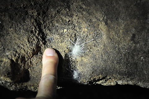 Phycomyces blakesleeanus? vs Mycelia sterilia? found under the Tsingy in Madagascar. This was in a bat cave.