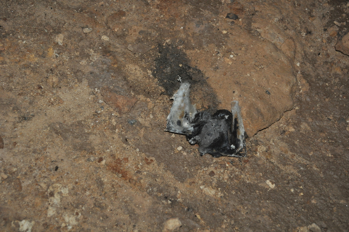 Phycomyces blakesleeanus? on dead bat in a cave under the Tsingy