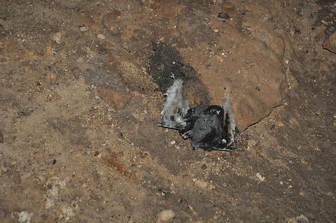 Phycomyces blakesleeanus? on dead bat in a cave under the Tsingy