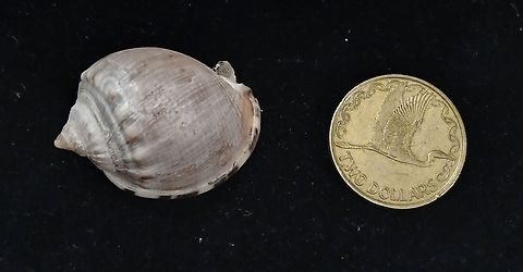 Semicassis labiata insperatum? found in New Zealand  Semicassis labiata