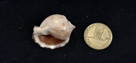 Semicassis labiata insperatum? found in New Zealand  Semicassis labiata