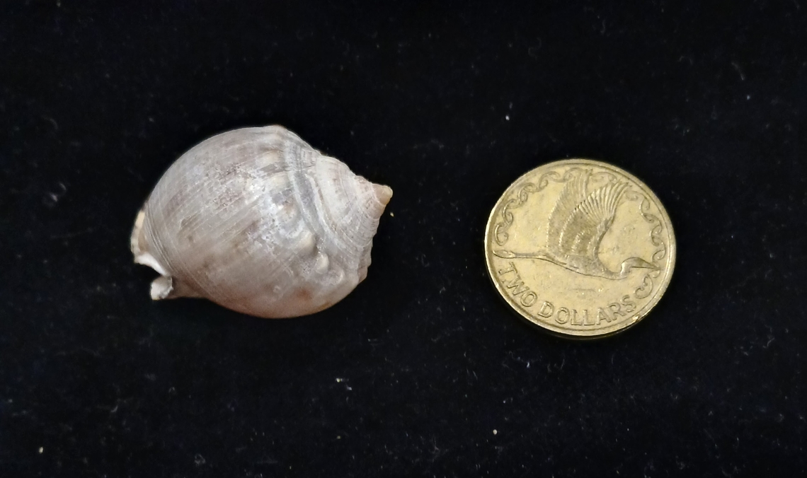 Semicassis labiata insperatum? found in New Zealand  Semicassis labiata