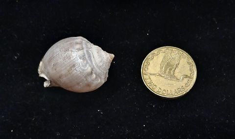 Semicassis labiata insperatum? found in New Zealand  Semicassis labiata