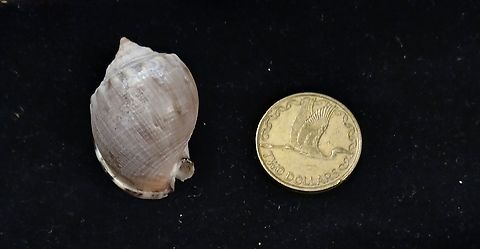 Semicassis labiata insperatum? Found western North Island New Zealand Only one that I found like this on a 5 mile beach run so I assume less common. Smaller though that what is described. Any help is appreciated. Semicassis labiata