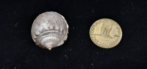 Semicassis labiata insperatum? found in New Zealand  Semicassis labiata