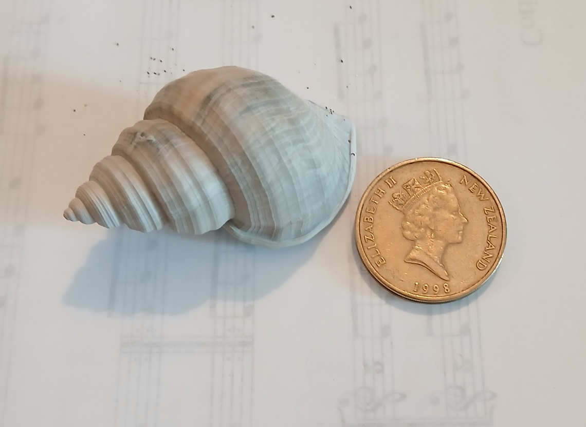 Galeodea keyteri? found on beach New Zealand