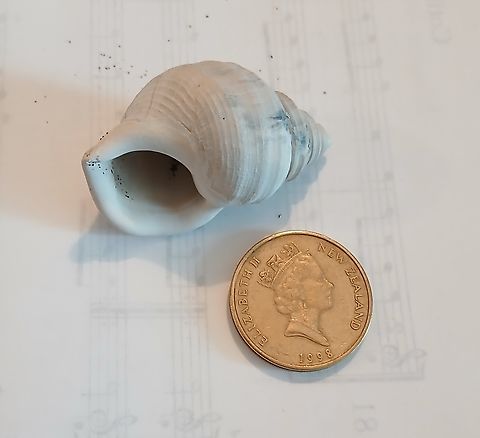 Galeodea keyteri? found on beach New Zealand