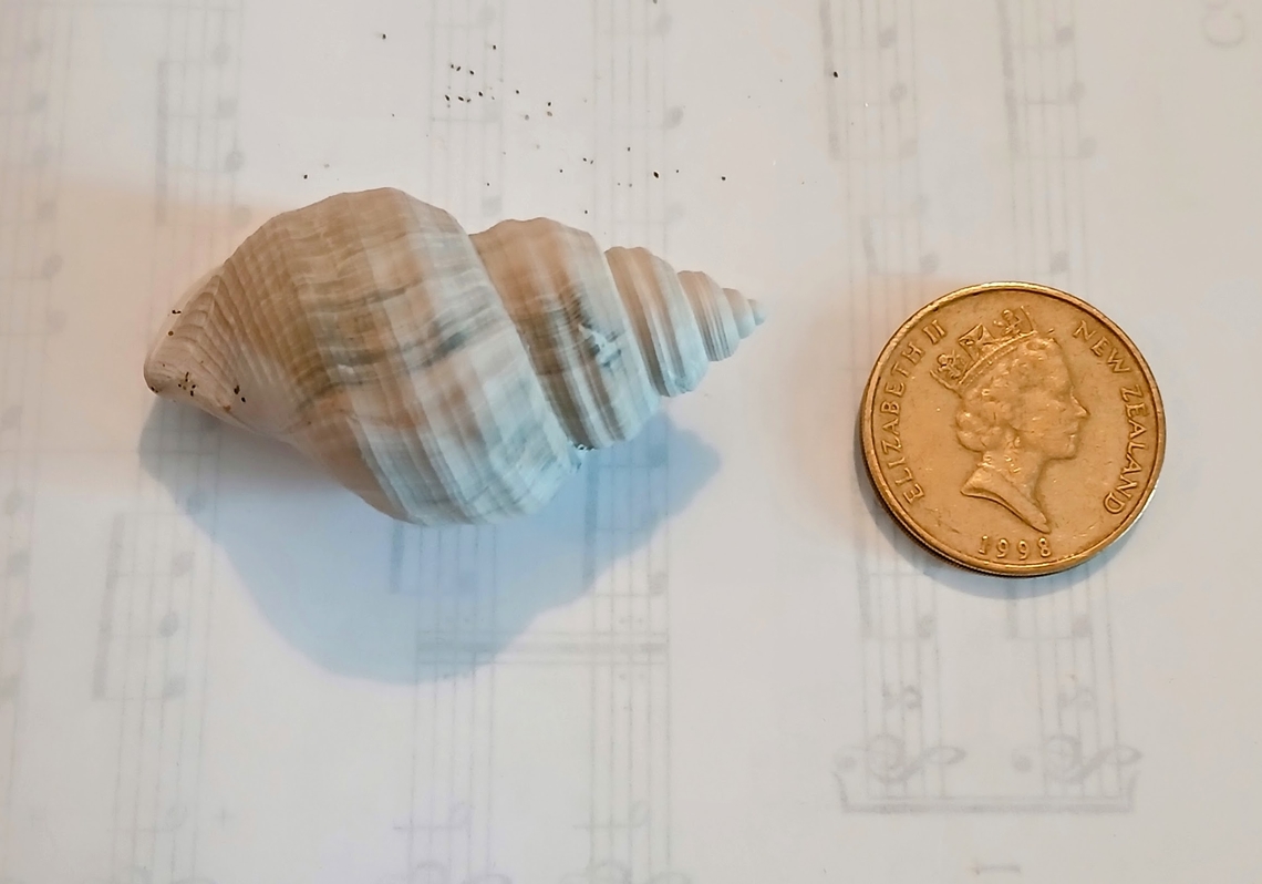 Galeodea keyteri? found on beach New Zealand buried in mud falling down hillside on North Island