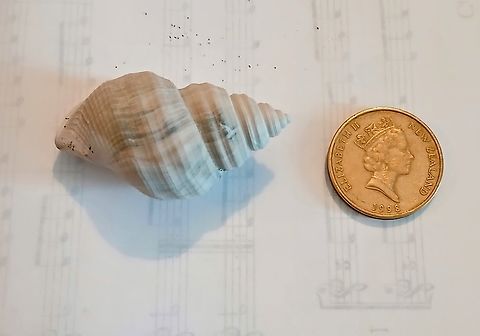 Galeodea keyteri? found on beach New Zealand buried in mud falling down hillside on North Island