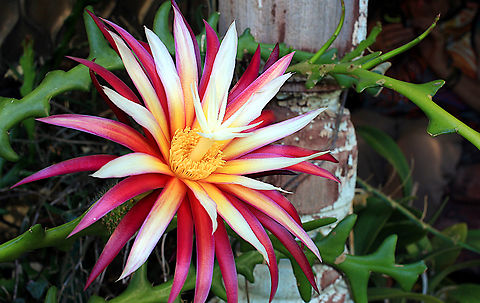zig zag cactus took 6 days for this flower to open and was the first time it had in 6 yrs ....a native to sth mexico grown in country garden south australia Australia,Fish bone cactus,Geotagged,Selenicereus anthonyanus,Summer,zig zag cactus