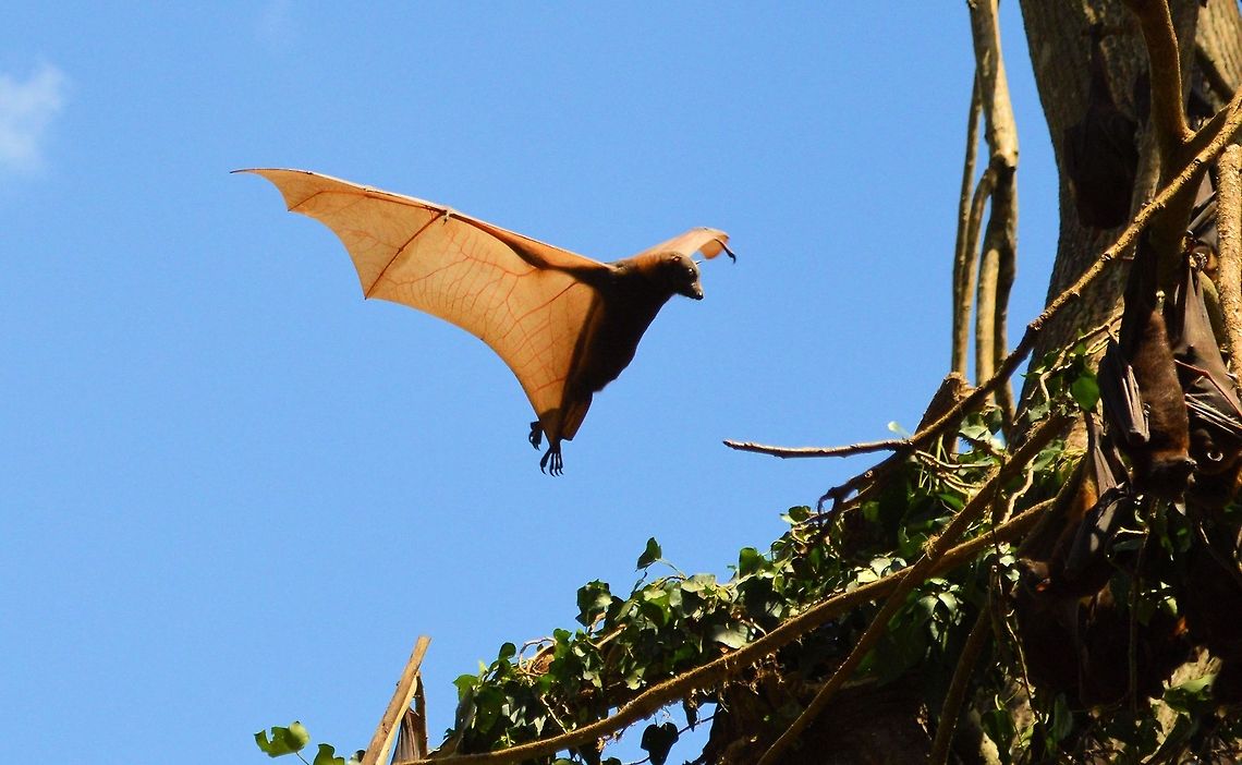 grey headed flying fox  grey-headed flying fox (Pteropus poliocephalus) is a megabat native to Australia<br />
The grey-headed flying fox is the largest bat in Australia. This flying fox has a dark-grey body with a light-grey head and a reddish-brown neck collar of fur. It is unique among bats of the genus Pteropus in that fur on the legs extends all the way to the ankle..Wiki﻿ Australia,Geotagged,Grey-headed flying fox,Pteropus poliocephalus,australia native,flying fox,fruit bat,grey headed,megabat,wildlife
