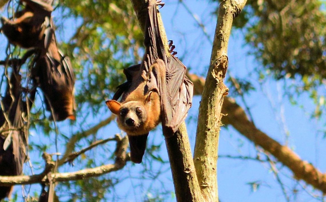 grey headed flying fox part of a huge colony of grey headed flying foxes from Urunga on the north coast of new south wales  Australia,Geotagged,Grey-headed flying fox,Pteropus poliocephalus,australian native,fruit bat,megabat