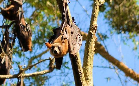 grey headed flying fox part of a huge colony of grey headed flying foxes from Urunga on the north coast of new south wales  Australia,Geotagged,Grey-headed flying fox,Pteropus poliocephalus,australian native,fruit bat,megabat