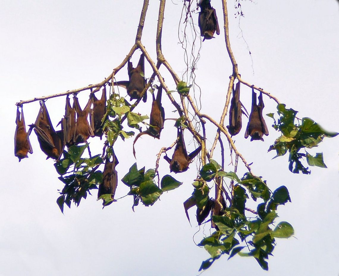 grey headed flying foxes hanging around part of a huge colony of grey headed flying foxes from Urunga on the north coast of new south wales Australia,Geotagged,australian native,flying foxes,fruit bats,grey headed,megabats