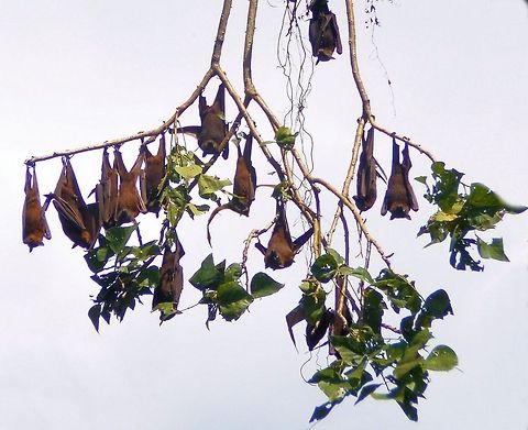 grey headed flying foxes hanging around part of a huge colony of grey headed flying foxes from Urunga on the north coast of new south wales Australia,Geotagged,australian native,flying foxes,fruit bats,grey headed,megabats
