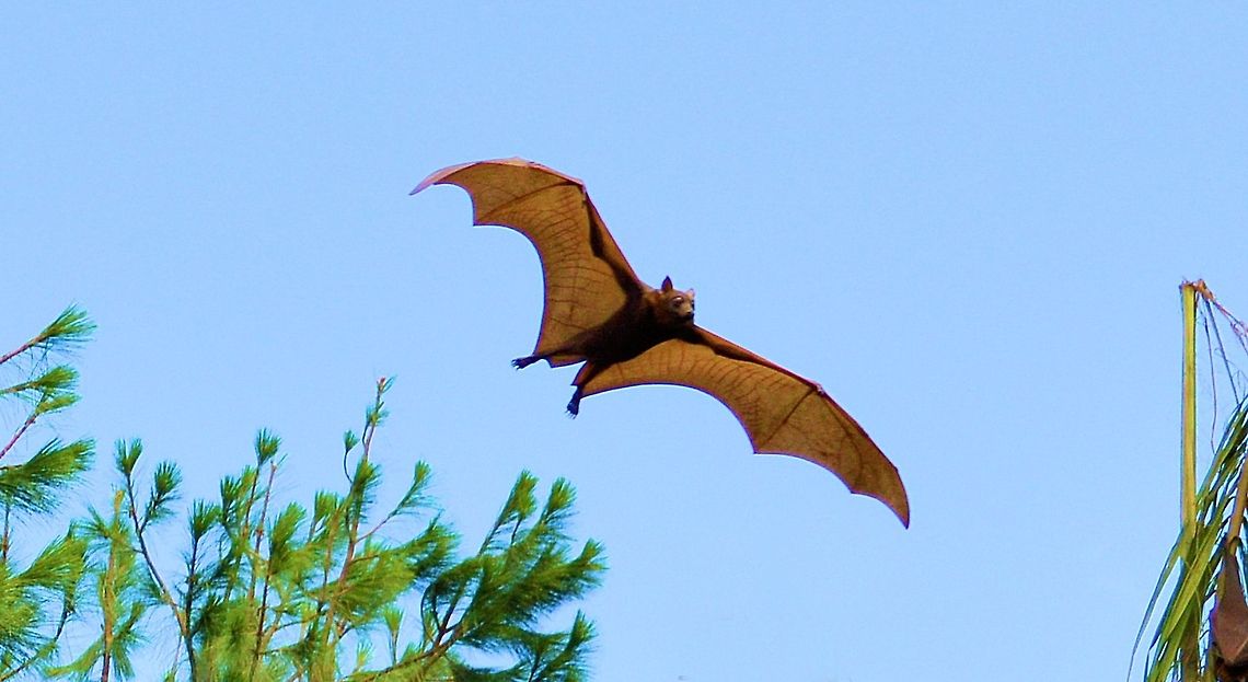 grey headed flying fox part of a huge colony of grey headed flying foxes at urunga on the north coast of new south wales Australia,Geotagged,Grey-headed flying fox,Pteropus poliocephalus,australian native,flying fox,fruit bat,grey headed,megabat