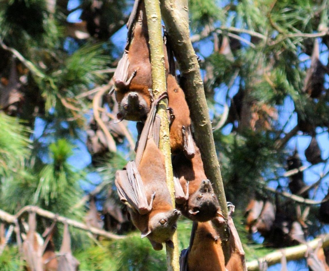 grey headed flying foxes part of a huge colony of grey headed flying foxes at urunga on the north coast of new south wales Australia,Geotagged,Grey-headed,Pteropus poliocephalus,australian native,flying fox,fruit bat,megabat