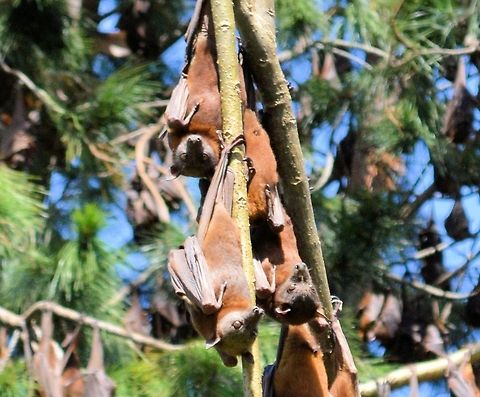 grey headed flying foxes part of a huge colony of grey headed flying foxes at urunga on the north coast of new south wales Australia,Geotagged,Grey-headed,Pteropus poliocephalus,australian native,flying fox,fruit bat,megabat