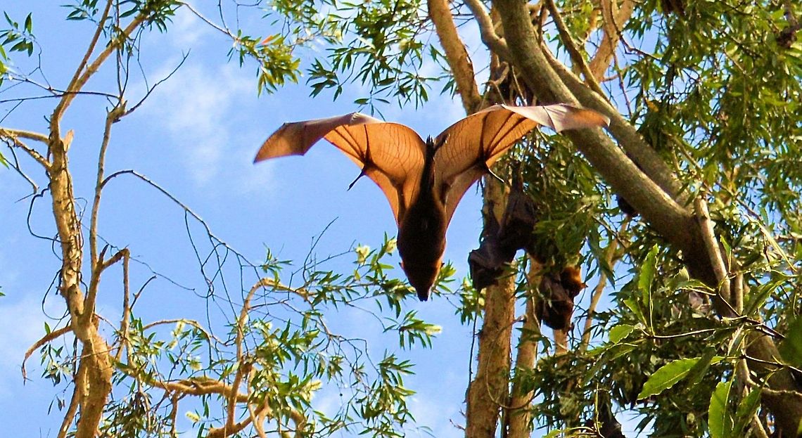 grey headed flying fox plunge diving part of a huge colony of grey headed flying foxes at urunga on the north coast of new south wales Australia,Geotagged,Grey-headed,Pteropus poliocephalus,australian native,flying fox,fruit bat,megabat