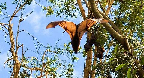 grey headed flying fox plunge diving part of a huge colony of grey headed flying foxes at urunga on the north coast of new south wales Australia,Geotagged,Grey-headed,Pteropus poliocephalus,australian native,flying fox,fruit bat,megabat