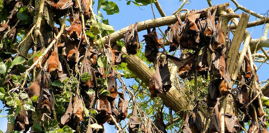 grey headed flying foxes roosting part of a huge colony of grey headed flying foxes at urunga on the north coast of new south wales Australia,Geotagged,Grey-headed,Pteropus poliocephalus,australian native,flying fox,fruit bat,megabat
