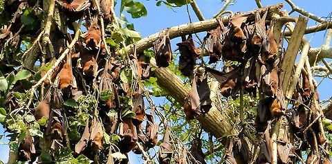 grey headed flying foxes roosting part of a huge colony of grey headed flying foxes at urunga on the north coast of new south wales Australia,Geotagged,Grey-headed,Pteropus poliocephalus,australian native,flying fox,fruit bat,megabat
