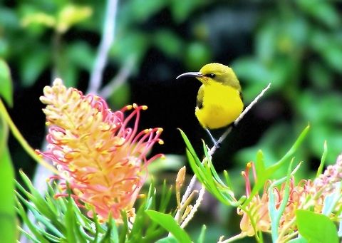 yellow bellied sunbird female yellow bellied sunbird feeding on grevillea nectar at our backdoor on the atherton tableland far north queensland Australia,Geotagged,olive backed,sunbird,yellow bellied