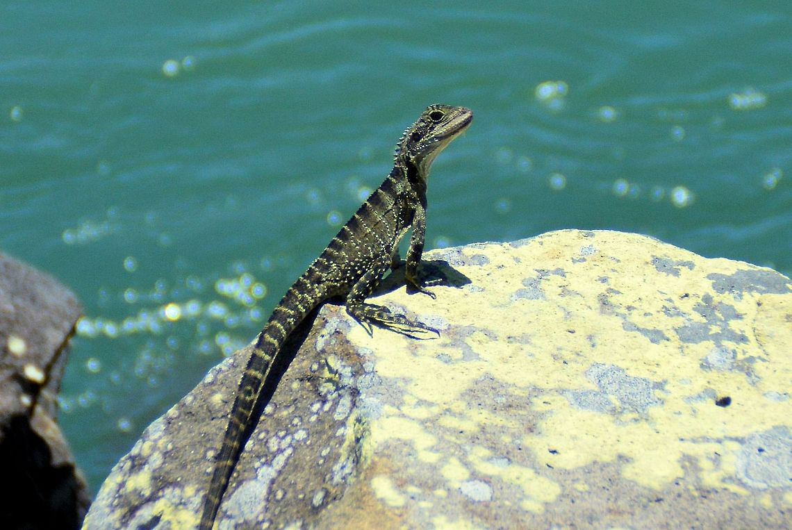 Eastern Water Dragon  Physignathus lesueurii  urunga nsw australia<br />
the largest of the dragons in australia the male growing up to a metre in length is somewhat more colourful than the female they can live up to 20 years in the wild, both males and females have a row of spines that start at the top of the head and run all the way down the body and tail, giving them a prehistoric look,  a powerful swimmer whenever threatened, he will take to the water, where he can submerge from several minutes up to an hour to escape predators or climb a tree using his powerful legs and long claws, The Eastern Water Dragon is always found in or near water, and will not venture far from the safety of their watery homes. feeding on a variety of insects, aquatic life, small reptiles and frogs, he is also known to eat fruits and other vegetation Australia,Geotagged,Physignathus lesueurii,Water dragon
