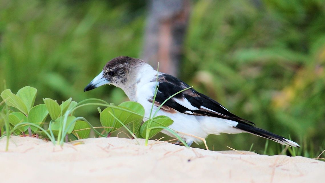 pied butcherbird juvenile  coffs harbour nsw<br />
this juvenile butcherbird was doing a spot of beachcombing while the parents watched on from a nearby tree as you can see his brown colouring slowly turning to the black and white plumage of an adult bird...earning his colours so to speak, considered the finest songbird in australia by many the hauntingly flute like song an iconic sound of the australian bush!﻿<br />
 Australia,Cracticus nigrogularis,Geotagged,Pied Butcherbird