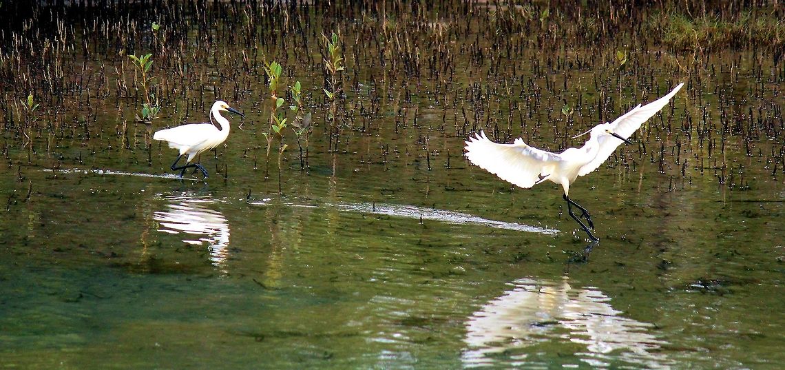 little egret Ardea gazetta  urunga nsw australia<br />
 a small white egret that has two ribbon-like nuptial head plumes mostly hangs out in shallow waters and mud flats hunting fish frogs and various invertebrates, when hunting will stand motionless waiting and watching but on sighting its dinner will suddenly dash after it on the run often raising is wings, averaging two or three attacks a minute is successful about half the time ...not bad odds when your hungry ﻿<br />
Show less<br />
 Australia,Egretta garzetta,Geotagged,Little Egret