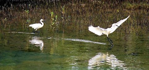 little egret Ardea gazetta  urunga nsw australia
 a small white egret that has two ribbon-like nuptial head plumes mostly hangs out in shallow waters and mud flats hunting fish frogs and various invertebrates, when hunting will stand motionless waiting and watching but on sighting its dinner will suddenly dash after it on the run often raising is wings, averaging two or three attacks a minute is successful about half the time ...not bad odds when your hungry ﻿
Show less
 Australia,Egretta garzetta,Geotagged,Little Egret