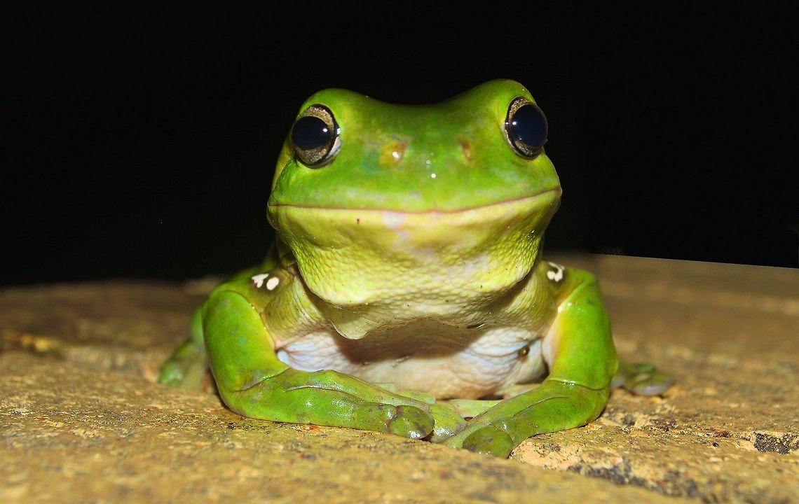 Australian green tree frog Litoria caerulea Green tree frog urunga nsw<br />
a resident frog at our back door theyre so casual and great to get up close to for a good photo op are docile and well suited to living near human dwellings. They are often found on windows or inside houses, eating insects drawn by the light. The green tree frog screams when it is in danger to scare off its foe, and squeaks when it is touched. Australia,Australian green tree frog,Geotagged,Litoria caerulea