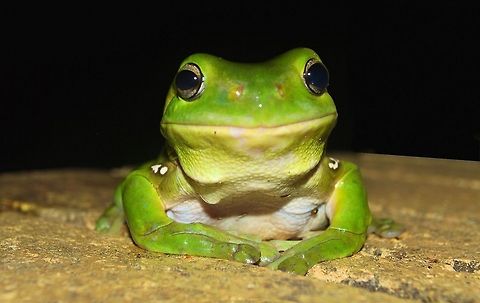 Australian green tree frog Litoria caerulea Green tree frog urunga nsw
a resident frog at our back door theyre so casual and great to get up close to for a good photo op﻿ are docile and well suited to living near human dwellings. They are often found on windows or inside houses, eating insects drawn by the light. The green tree frog screams when it is in danger to scare off its foe, and squeaks when it is touched. Australia,Australian green tree frog,Geotagged,Litoria caerulea