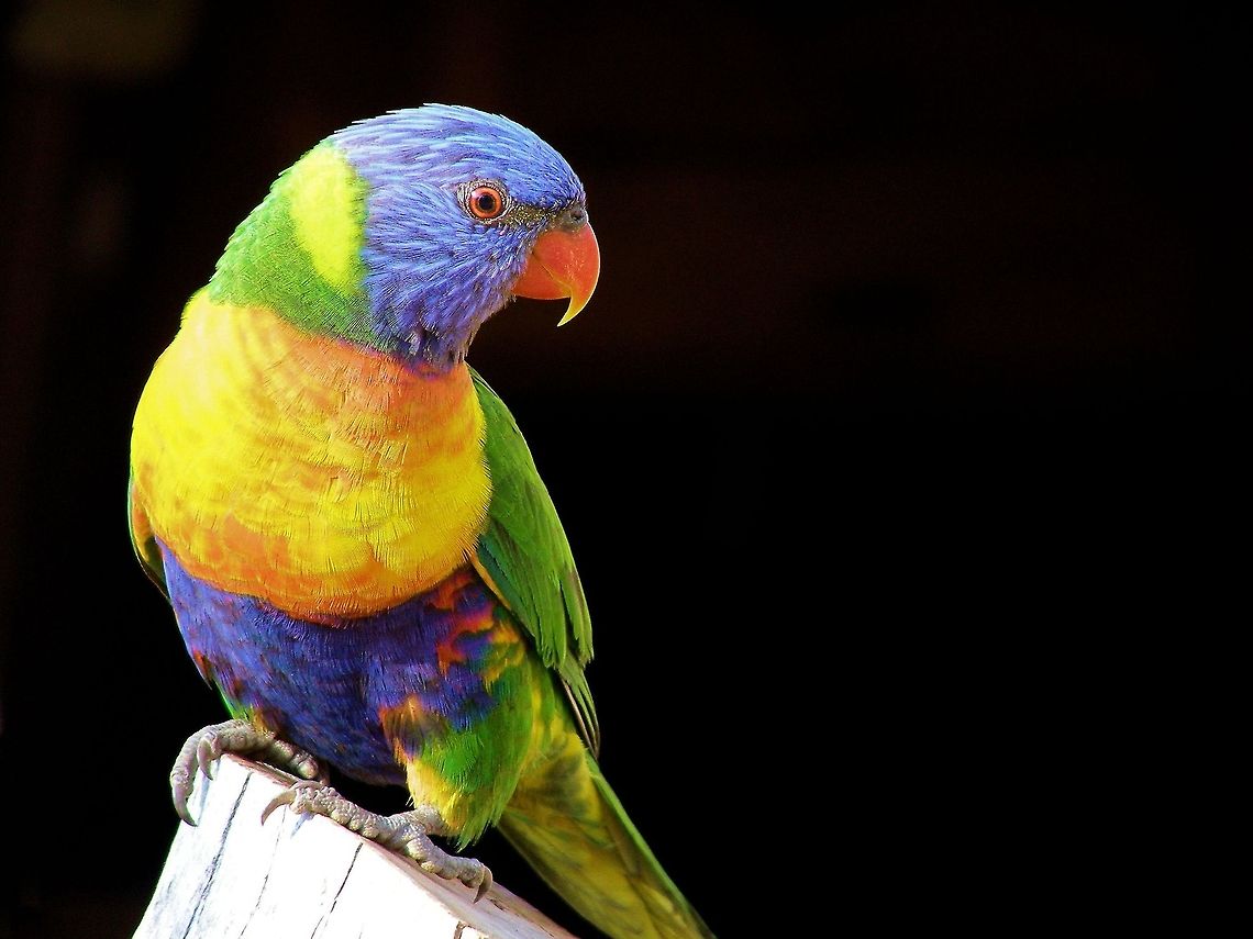 rainbow lorikeet Trichoglossus haematodus sapphire queensland aust.<br />
these delightful birds are a daily part of camping in the forests and nearly always ready for a quick photo op the james brown of parrots!﻿ Australia,Geotagged,Rainbow lorikeet,Trichoglossus haematodus,Trichoglossus moluccanus,queensland australia,rainbow lorikeet,sapphire
