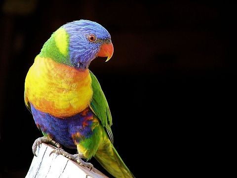 rainbow lorikeet Trichoglossus haematodus sapphire queensland aust.
these delightful birds are a daily part of camping in the forests and nearly always ready for a quick photo op the james brown of parrots!﻿ Australia,Geotagged,Rainbow lorikeet,Trichoglossus haematodus,Trichoglossus moluccanus,queensland australia,rainbow lorikeet,sapphire