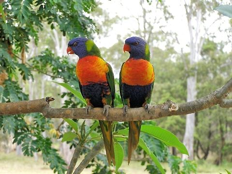 rainbow lorikeets a pair of rainbow lorikeets in the rubyvale caravan park central queensland  Australia,Geotagged,Rainbow lorikeet,Trichoglossus moluccanus,australia,central queensland,rainbow lorikeets,rubyvale