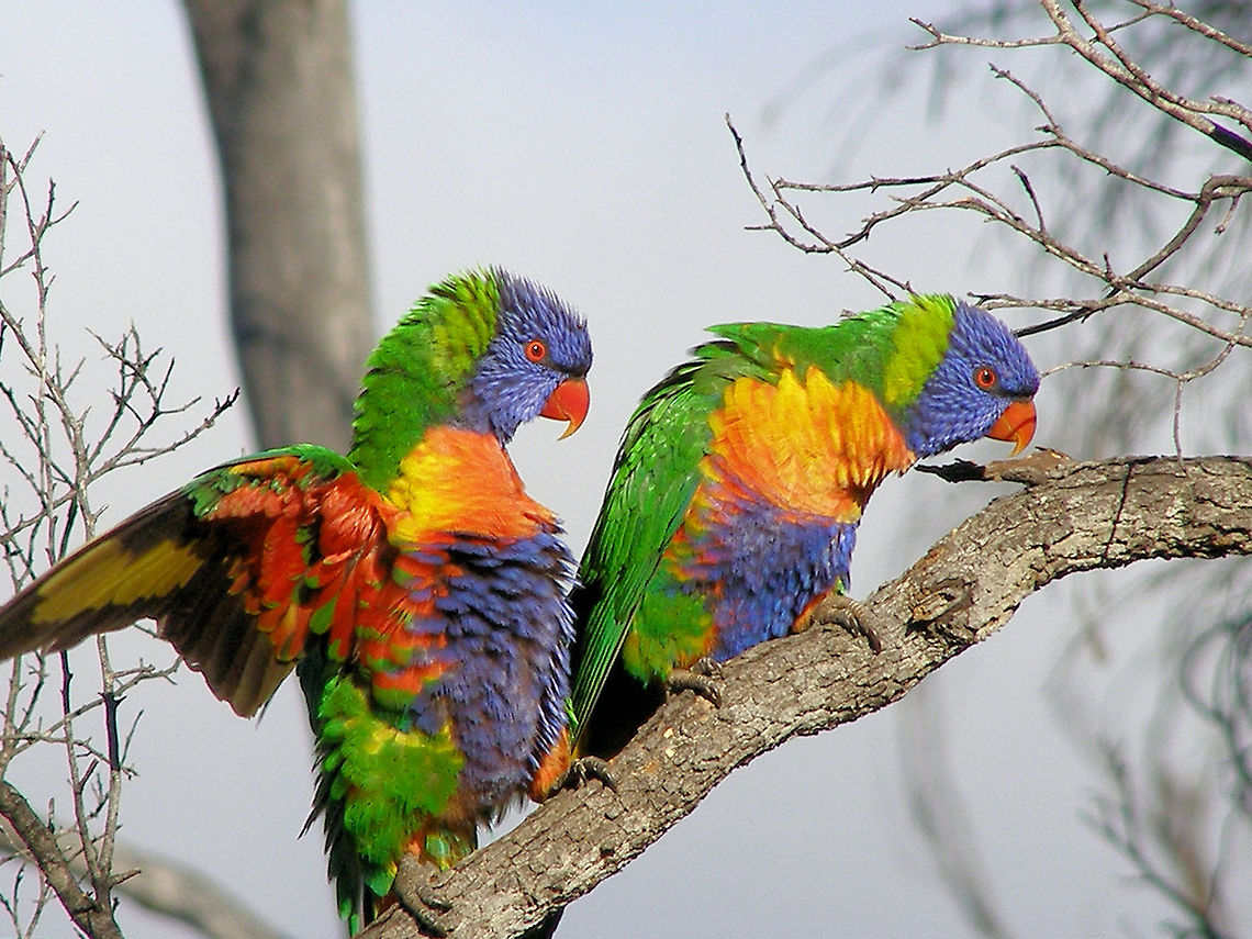 rainbow lorikeets a pair of rainbow lorikeets doing their mating ritual seduction on the central queensland sapphire fields bushcamping with these wonderful birds is a real treat as theyre very friendly and quite happy to move in with you sharing the experience with the wildlife is as much fun as digging up a beautiful sapphire or zircon Australia,Geotagged,Rainbow Lorikeet,Rainbow lorikeet,Trichoglossus haematodus,Trichoglossus moluccanus,australia,bushcamping,central queensland,sapphire,wildlife