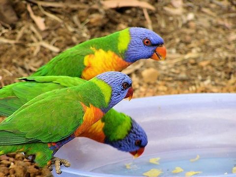 rainbow lorikeets rainbow lorikeets having a drink on the central queensland gemfields Australia,Geotagged,Rainbow Lorikeet,Rainbow lorikeet,Trichoglossus haematodus,Trichoglossus moluccanus,central queensland,gemfields