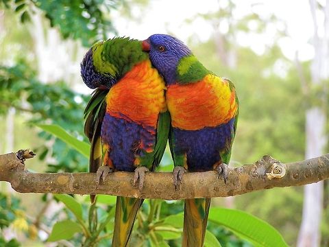 rainbow lorikeets a pair of rainbow lorikeets doing some preening this is part of the courtship ritual a bonded pair will often display another visit in the rubyvale caravan park central queensland gemfields Australia,Geotagged,Rainbow Lorikeet,Rainbow lorikeet,Trichoglossus haematodus,Trichoglossus moluccanus,central queensland,gemfields,rubyvale